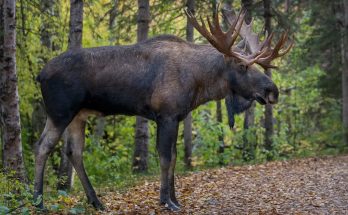 Video shows rescuers coming to aid of moose caught in shocking predicament: 'Not an unformidable animal'