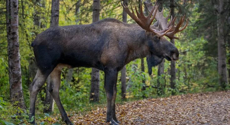 Video shows rescuers coming to aid of moose caught in shocking predicament: 'Not an unformidable animal'