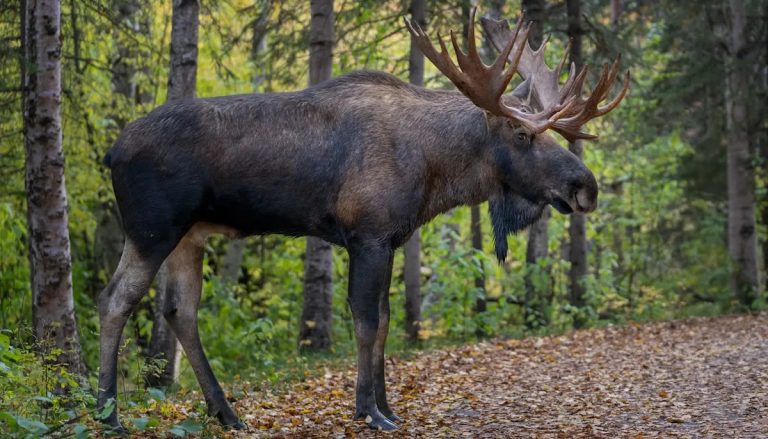 Video shows rescuers coming to aid of moose caught in shocking predicament: 'Not an unformidable animal'
