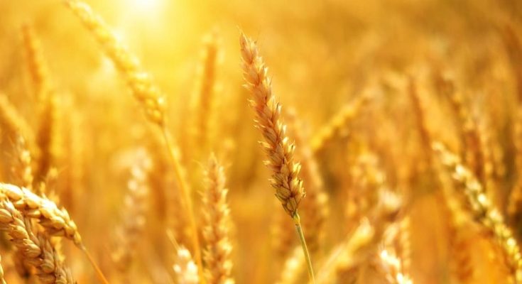 Grain Bulls Are Showing Some Signs of Life. Here’s What to Watch Next. - atlantisthemes