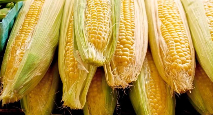 Corn Faces Tuesday Losses - atlantisthemes