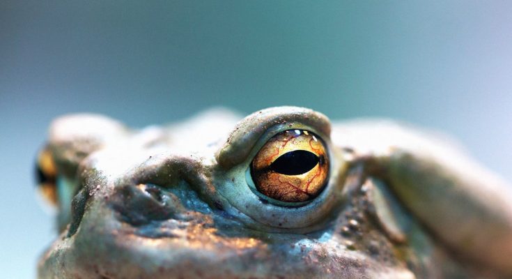 Apple Pioneer Bill Atkinson Was a Secret Evangelist of the ‘God Molecule’ – Trends