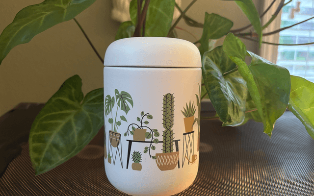 We Tried and Tested the Best Gifts for Plant Lovers With Our Own Green Thumbs – Trends