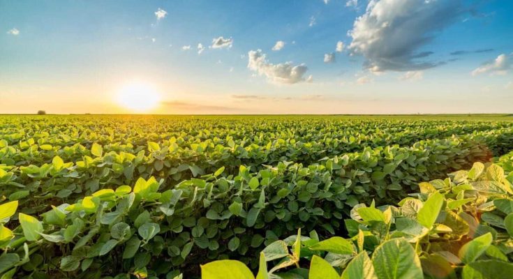 Soybeans Fall Lower into Tuesday’s Close - atlantisthemes