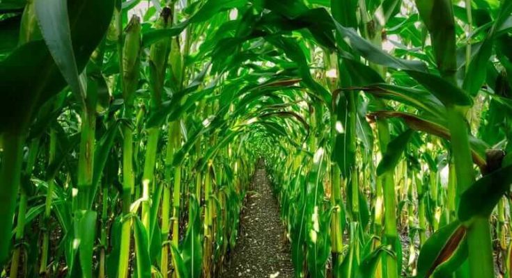Corn Slipping Back to Start Tuesday - atlantisthemes