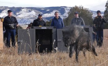 Trump administration tells Colorado wolves must come from U.S. Rockies states, not Canada