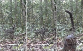 Trail cameras capture rare, first-of-its-kind footage of 'one of the world's rarest' cats: 'Such a beautiful sight'