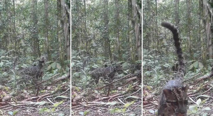 Trail cameras capture rare, first-of-its-kind footage of 'one of the world's rarest' cats: 'Such a beautiful sight'
