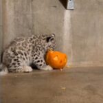 atlantisthemes - WATCH:  Snow leopard cub treated to first pumpkin at Michigan zoo
