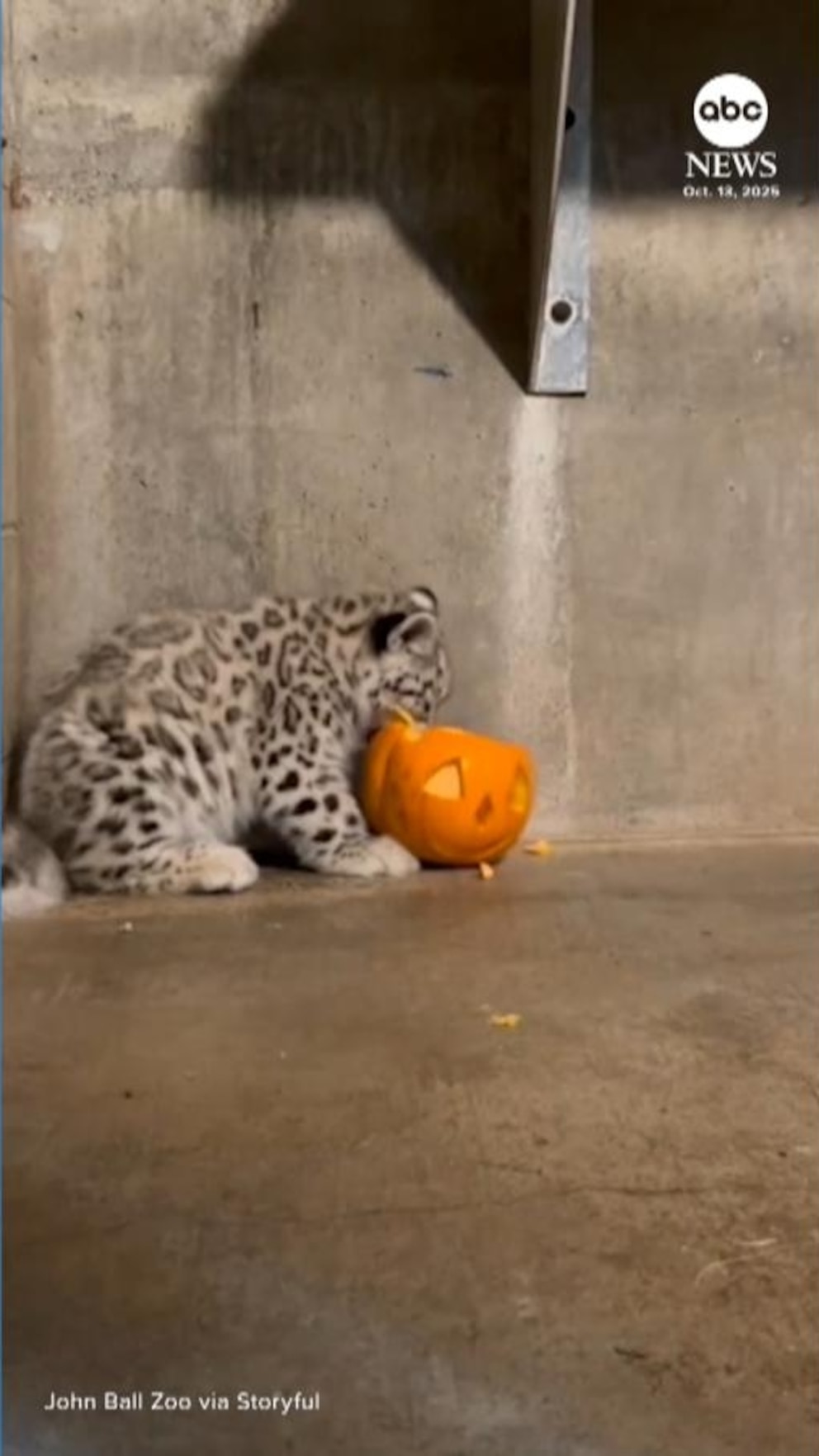 atlantisthemes - WATCH:  Snow leopard cub treated to first pumpkin at Michigan zoo