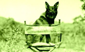 atlantisthemes - AI Is Even Putting Animal Actors Out of Work