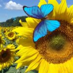 atlantisthemes - Bluesky Will Test a ‘Dislike’ Option. It Could Help Fix a Huge Problem