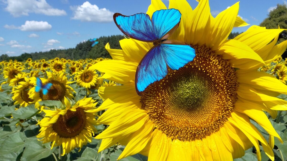 atlantisthemes - Bluesky Will Test a ‘Dislike’ Option. It Could Help Fix a Huge Problem