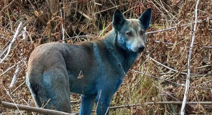 atlantisthemes - Stray Dogs in Chernobyl Zone Turn Mildly Blue