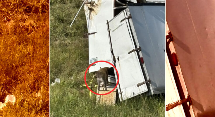 A truck that was transporting research monkeys crashed. Police say they carried dangerous diseases, claims that have since been refuted.