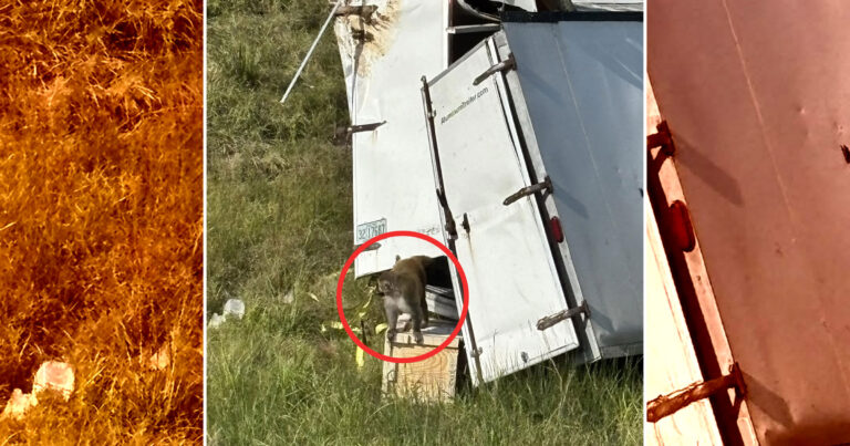 A truck that was transporting research monkeys crashed. Police say they carried dangerous diseases, claims that have since been refuted.